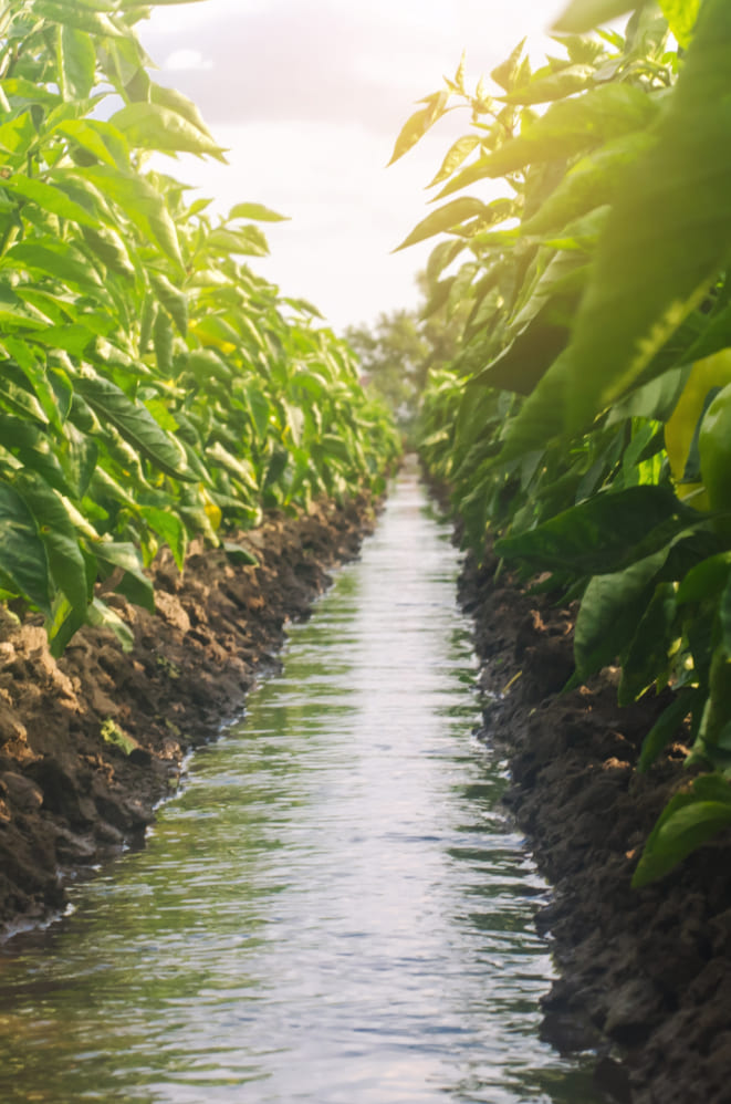 Beneficios Del Uso De Tratamiento De Agua En La Agricultura