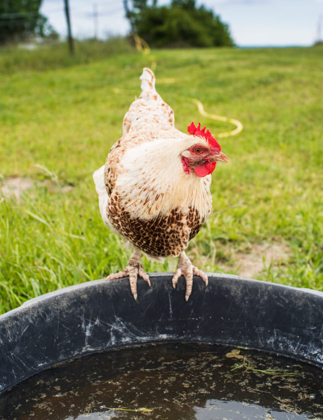 Beneficios Del Uso De Tratamiento De Agua En La Ganadería