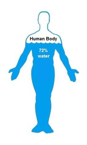 Porcentaje De Agua Cuerpo Humano