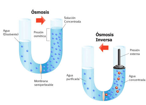 Que Es La Osmosis